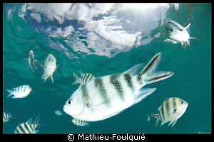 sergeant major_Anse Lazio_Praslin by Mathieu Foulquié 